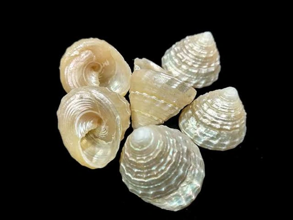 Moti Shankh | Pearl Shell (pack of 5)